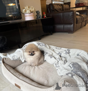 Photo №2 to announcement № 171667 for the sale of pomeranian - buy in Poland private announcement