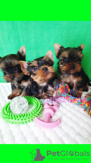 Photo №1. yorkshire terrier - for sale in the city of Tbilisi | negotiated | Announcement № 57501