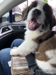 Photo №1. st. bernard - for sale in the city of Aizlingen | 413$ | Announcement № 157802
