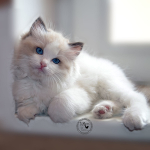 Photo №1. ragdoll - for sale in the city of St. Petersburg | 1800$ | Announcement № 7092