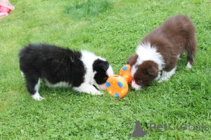 Photo №1. border collie - for sale in the city of Borgholm | Is free | Announcement № 107014