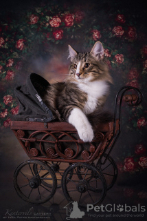Photo №1. norwegian forest cat - for sale in the city of Riga | 1774$ | Announcement № 11360