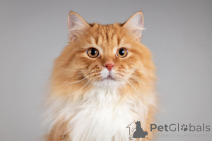 Photo №2 to announcement № 165911 for the sale of  - buy in Russian Federation from the shelter