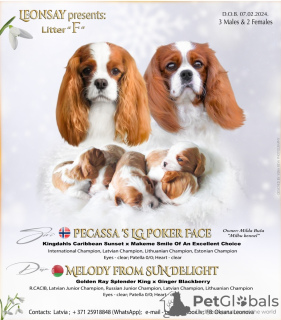 Photo №1. cavalier king charles spaniel - for sale in the city of Daugavpils | negotiated | Announcement № 95737