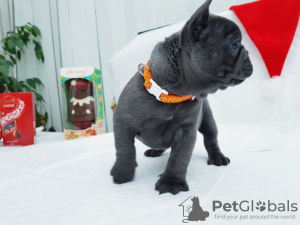 Photo №1. french bulldog - for sale in the city of Berlin | 423$ | Announcement № 99946