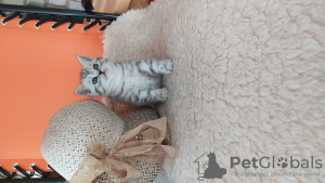 Photo №2 to announcement № 7577 for the sale of british shorthair - buy in Russian Federation breeder