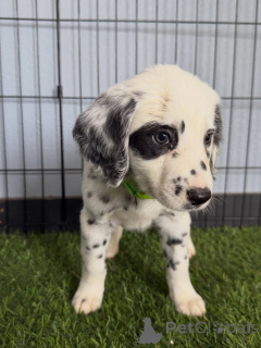 Photo №1. dalmatian dog - for sale in the city of Munich | negotiated | Announcement № 168622