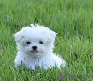 Photo №1. maltese dog - for sale in the city of Malacca | 2500$ | Announcement № 23556