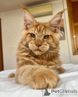 Additional photos: Maine coon