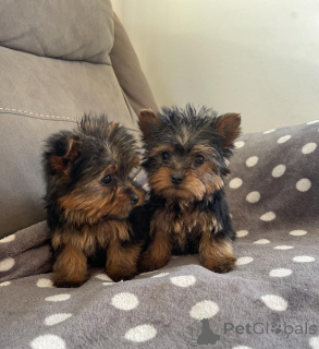 Photo №2 to announcement № 156383 for the sale of yorkshire terrier - buy in Germany 