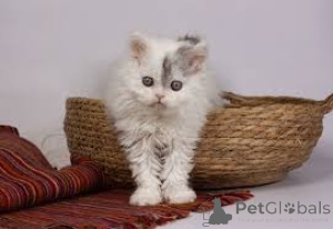 Photo №2 to announcement № 162402 for the sale of selkirk rex longhair - buy in Belgium private announcement, breeder