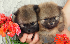 Photo №1. pomeranian - for sale in the city of Drogusza | negotiated | Announcement № 11180