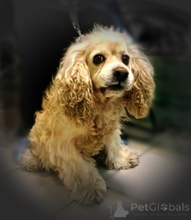Photo №1. american cocker spaniel - for sale in the city of Moscow river | Is free | Announcement № 160706