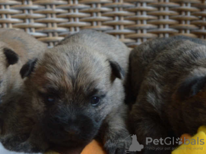 Photo №1. cairn terrier - for sale in the city of Bucharest | 317$ | Announcement № 70065