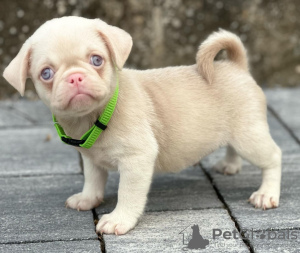 Additional photos: Pink pug puppies