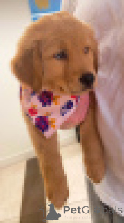 Photo №2 to announcement № 156079 for the sale of labrador retriever - buy in Germany breeder