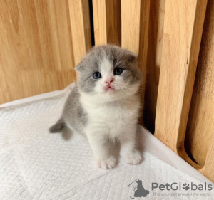 Photo №2 to announcement № 100123 for the sale of scottish fold - buy in United States private announcement