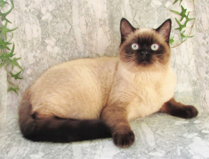 Photo №3. selling titled cat for breeding go to favorites. Russian Federation