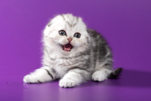 Photo №4. I will sell scottish fold in the city of Minsk. from nursery - price - 1000$