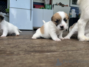 Photo №3. Süße Jack Russell Welpen WhatsApp 44 7453 907158. Germany