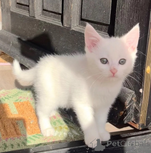 Photo №1. turkish angora - for sale in the city of Irlbach | 361$ | Announcement № 177574