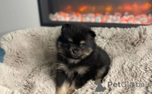 Photo №2 to announcement № 151215 for the sale of pomeranian - buy in Australia breeder