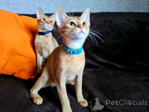 Photo №1. abyssinian cat - for sale in the city of Baden Baden | 329$ | Announcement № 149140