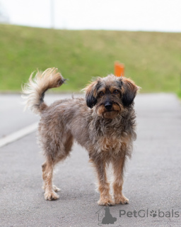 Photo №4. I will sell non-pedigree dogs in the city of St. Petersburg. private announcement - price - Is free
