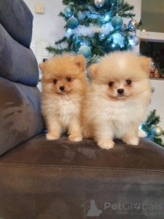 Photo №2 to announcement № 160767 for the sale of pomeranian - buy in Germany 