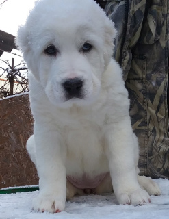 Photo №1. central asian shepherd dog - for sale in the city of Krasnodar | Negotiated | Announcement № 5673