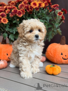 Photo №4. I will sell maltipu in the city of BeauFort. private announcement - price - 568$