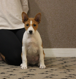 Photo №4. I will sell basenji in the city of Москва. from nursery - price - 700$