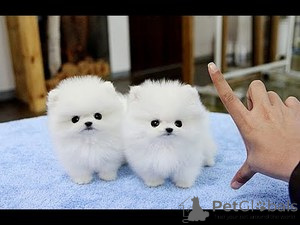 Photo №1. pomeranian - for sale in the city of Brussels | Is free | Announcement № 165684