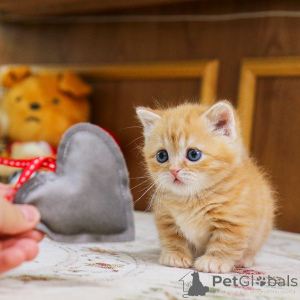 Photo №1. munchkin - for sale in the city of Aberts | 300$ | Announcement № 155838