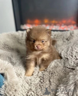 Photo №1. pomeranian - for sale in the city of North Sydney | 329$ | Announcement № 151215