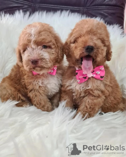 Photo №1. labradoodle - for sale in the city of Vilovo | 317$ | Announcement № 110919