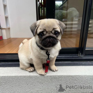 Photo №2 to announcement № 171694 for the sale of pug - buy in Austria private announcement