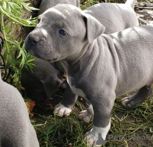 Photo №1. american bully - for sale in the city of Sabana Grande | 550$ | Announcement № 136100
