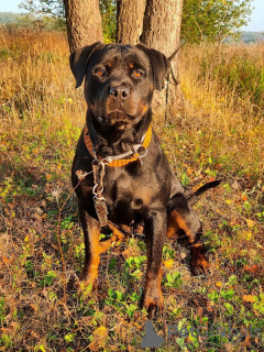 Photo №4. I will sell rottweiler in the city of Москва. private announcement - price - Is free