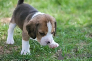 Photo №2 to announcement № 161165 for the sale of  - buy in Spain 