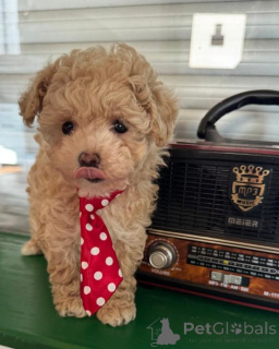 Photo №2 to announcement № 167673 for the sale of maltipu - buy in Germany private announcement, breeder