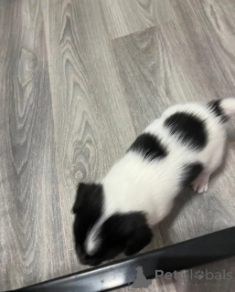 Photo №1. jack russell terrier - for sale in the city of Helsinki | 619$ | Announcement № 172167