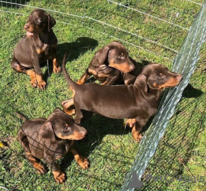 Photo №1. dobermann - for sale in the city of Frankfurt | 329$ | Announcement № 147590
