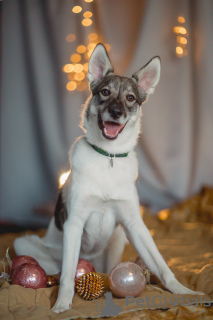 Photo №3. Samur is looking for a home. Russian Federation