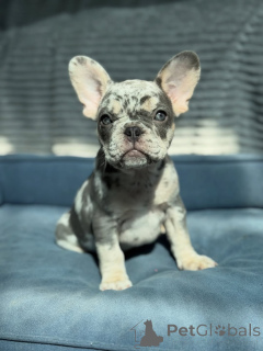 Photo №3. Healthy, Well-Socialized French Bulldog Puppies Available Now. Germany