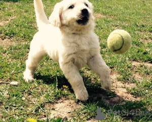 Photo №1. golden retriever - for sale in the city of Wentorf bei Hamburg | Is free | Announcement № 103478