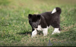 Photo №4. I will sell akita in the city of Munich. breeder - price - 423$