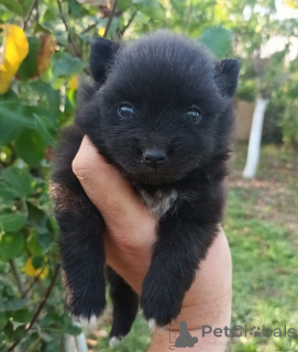 Photo №2 to announcement № 138785 for the sale of pomeranian - buy in United States breeder