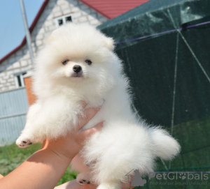 Photo №2 to announcement № 133385 for the sale of pomeranian - buy in Germany private announcement