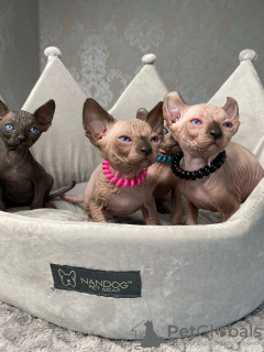 Photo №2 to announcement № 8017 for the sale of sphynx cat - buy in Slovakia 